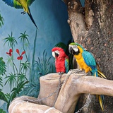 五加三得五十三