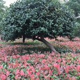 小天地
