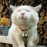 悉尼卡拉