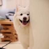阿拉斯