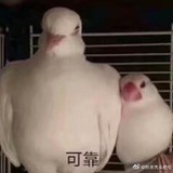 摸多酱