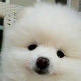 Ann左