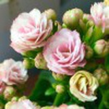我家小花胖