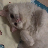 木仔