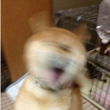 房咔咔