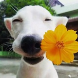 小胡子先森