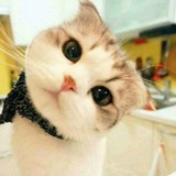 虹