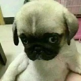 王鹏
