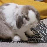 小黑
