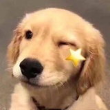也曾是朵罂粟花