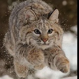 Lynx
