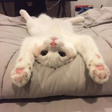 白日梦境