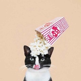 是圆圆啊
