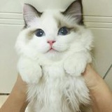 弱智宝宝饲养员