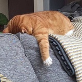 小飞侠