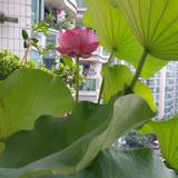 晴朗