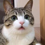 小袁哥哥