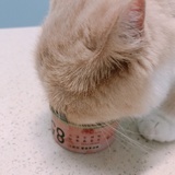 菜菜