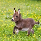 Donkey的阴谋