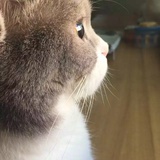 喵～