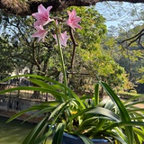 lily