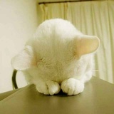 莫怀古