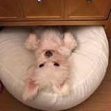 貝貝大姐