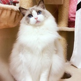 乱花渐欲