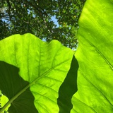 子菌