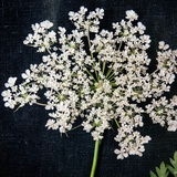 你是我的菜
