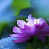 静心