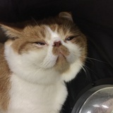 面包茶
