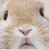 🐹