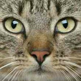 大猫