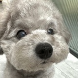 整个月亮是苦的