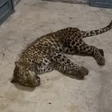 喵星人