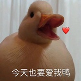 不不不爱你