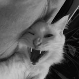 吕二狗