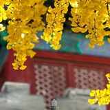 小青歆