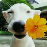 南瓜南西瓜西