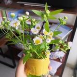 艾小维