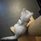 静沐暖阳
