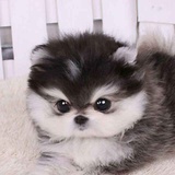 云画的月光