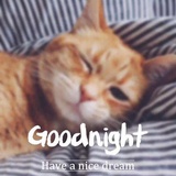 八尾猫