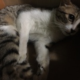 谢志伟