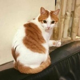 如是我闻