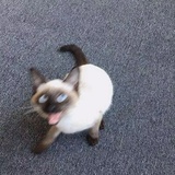 明河落野