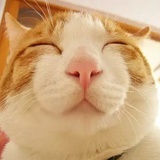 鱼子酱
