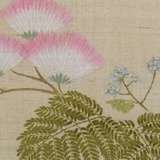 相思树上合欢枝