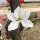 呵呵